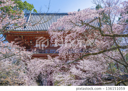 The gates and cherry blossoms of Daigoji Temple in Kyoto 136151059