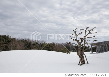 白雪皚皚的市立博物館 136151221