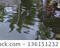 Green tree reflections on rippling water surface for environmental background Green tree reflections on rippling water surface for environmental background 136151232
