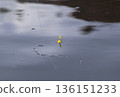 Fishing float floating on dark still water with reflections for hobby and leisure concept Fishing float floating on dark still water with reflections for hobby and leisure concept 136151233