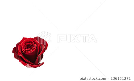 紅色玫瑰花微距攝影透明背景 136151271