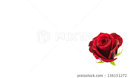 紅色玫瑰花微距攝影透明背景 136151272