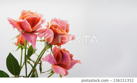 Macro photography of roses on a white background 136151352