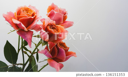Macro photography of roses on a white background 136151353