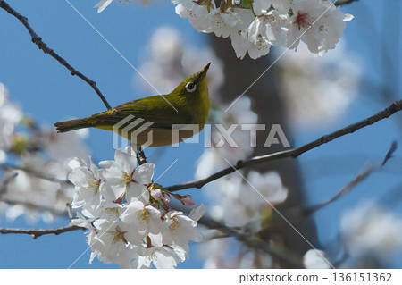 White-eye perching on a branch of cherry blossoms 136151362