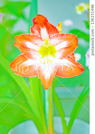 Flowers around the house, various in all seasons, colorful flower beds, large purple amaryllis flowers adding color 136151496