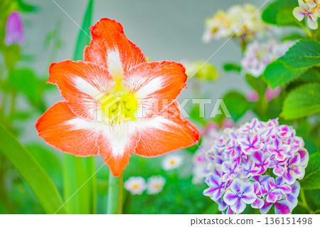 Flowers around the house, various in all seasons, colorful flower beds, large purple amaryllis flowers adding color 136151498