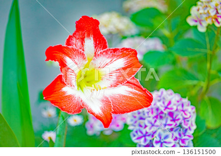Flowers around the house, various in all seasons, colorful flower beds, large purple amaryllis flowers adding color 136151500