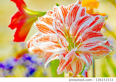 Flowers around the house, various in all seasons, colorful flower beds, large purple amaryllis flowers adding color 136151513