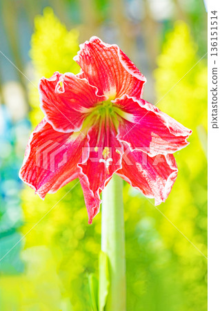 Flowers around the house, various in all seasons, colorful flower beds, large purple amaryllis flowers adding color Flowers around the house, various in all seasons, colorful flower beds, large purple amaryllis flowers adding color 136151514