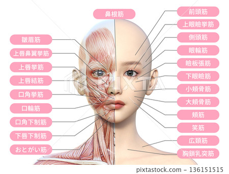 插圖展示了一位女性的左半邊臉部肌肉解剖結構，人體模型，上半身正面 136151515