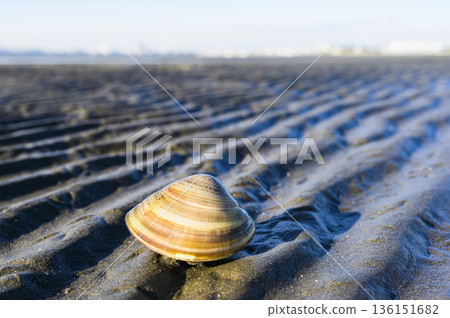 Clams on the tidal flats 136151682