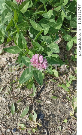 A bright red clover flower blooms among green clover leaves in a sunny meadow, showcasing the beauty of nature and the essence of summer in a vibrant ecological scene. A bright red clover flower blooms among green clover leaves in a sunny meadow, showcasing the beauty of nature and the essence of summer in a vibrant ecological scene. 136151747