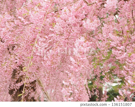 粉紅垂枝櫻花 | 春季花卉紋理背景 136151807