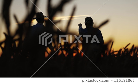 Two farmers celebrate wheat field, Golden sunset over bountiful harvest, Joyful farmer raising arm triumph, Wheat fields stretch horizon, Evening glow enhances rural scene, Successful harvest brings 136151865