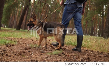 German Shepherd takes the lead, Exploring nature with your pet, Forest exercise for German Shepherd, Beautiful dog in green forest, Owner and active pet enjoy woods, Confident German Shepherd outside 136151909