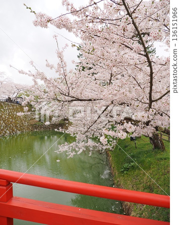 Cherry blossoms reflected in the moat of Hirosaki Castle | A picturesque view of water and flowers 136151966