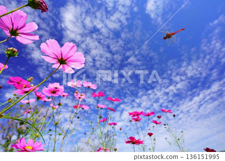 秋日高空：宇宙星空與鱗片狀雲朵交相輝映 136151995