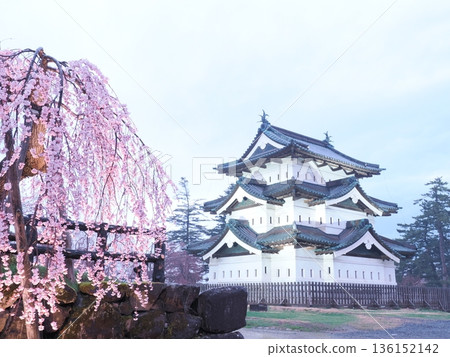 Illuminated castle tower and cherry blossoms at night | Spring at Hirosaki Castle, tourist attractions Illuminated castle tower and cherry blossoms at night | Spring at Hirosaki Castle, tourist attractions 136152142