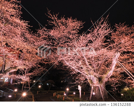 Cherry blossoms wet with light rain | Cherry blossoms at night Cherry blossoms wet with light rain | Cherry blossoms at night 136152288