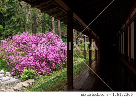 北海道伊達市有須善光寺接待大廳後方的淀川杜鵑花盛開 [五月] 136152366