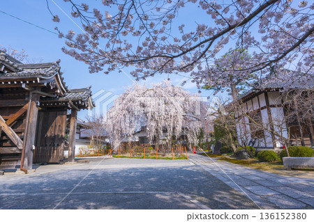 京都Honmonji竹櫻桃樹 京都Honmonji竹櫻桃樹 136152380