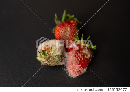 Rotten strawberries with large white fungal mold on black background. 136152677