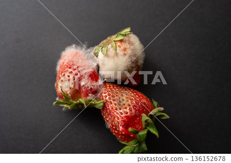 Rotten strawberries with large white fungal mold on black background. Rotten strawberries with large white fungal mold on black background. 136152678