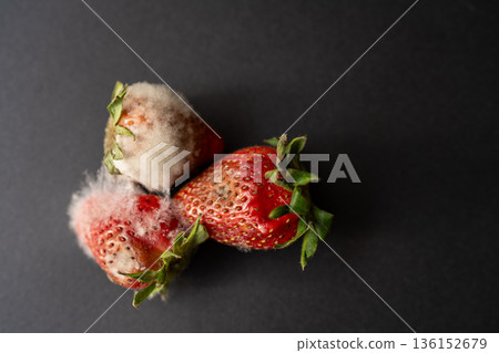 Rotten strawberries with large white fungal mold on black background. 136152679