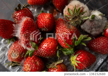 Strawberries rotting and growing mold inside a clear plastic package, illustrating concepts of spoilage, decay, and food waste Strawberries rotting and growing mold inside a clear plastic package, illustrating concepts of spoilage, decay, and food waste 136152680