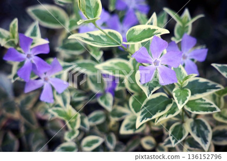 斑葉長春花 斑葉長春花 136152796