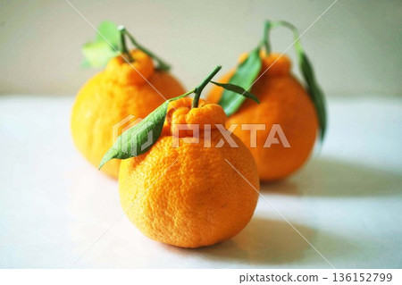Dekopon ripened on the tree Dekopon ripened on the tree 136152799