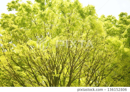 Zelkova: When young leaves grow Zelkova: When young leaves grow 136152806