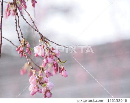 Macro of weeping cherry blossoms | Soft pink petal texture background (Kakunodate, Samurai Residence Street) 136152946