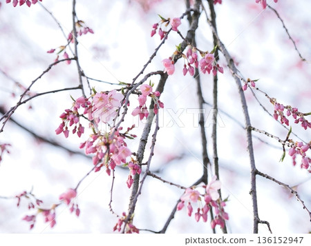 Macro of weeping cherry blossoms | Soft pink petal texture background (Kakunodate, Samurai Residence Street) 136152947