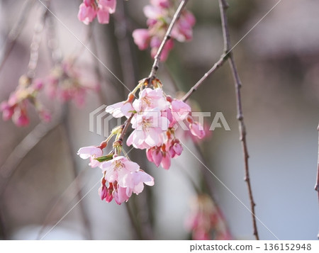 Macro of weeping cherry blossoms | Soft pink petal texture background (Kakunodate, Samurai Residence Street) 136152948
