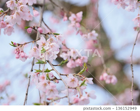 Macro of weeping cherry blossoms | Soft pink petal texture background (Kakunodate, Samurai Residence Street) 136152949