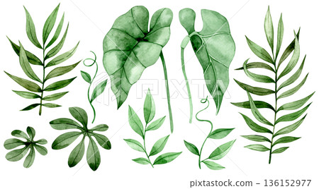 Watercolor set with tropical palm and monstera leaves. Clip art. Watercolor set with tropical palm and monstera leaves. Clip art. 136152977