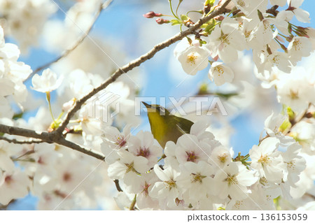 The chestnut smoky cherry blossom nectar 136153059