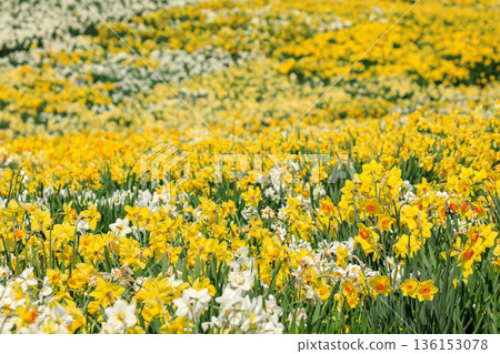 北海道洞爺湖町：山坡上遍布水仙花，宛如鋪滿白色和黃色花毯 [五月] 136153078