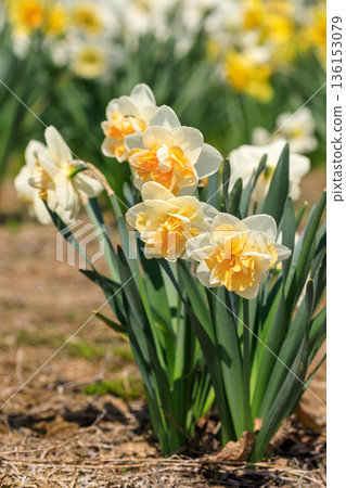 北海道洞爺湖町水仙山上盛開的重瓣水仙花 [五月] 136153079