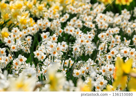 北海道洞爺湖町的水仙花之丘，約有 20 萬株水仙花盛開 [5 月] 136153080