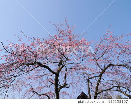 Weeping cherry blossoms decorating Kakunodate's samurai residence street | A famous cherry blossom viewing spot Weeping cherry blossoms decorating Kakunodate's samurai residence street | A famous cherry blossom viewing spot 136153107