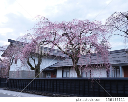 角館武士居街上的垂枝櫻花 | 春日街景 136153111