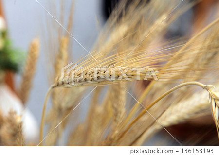 Wheat 136153193