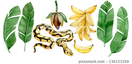 Watercolor banana set with tropical leaves, flowers and banana palm fruits. 136153209