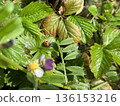 瓢蟲和草莓葉 136153216
