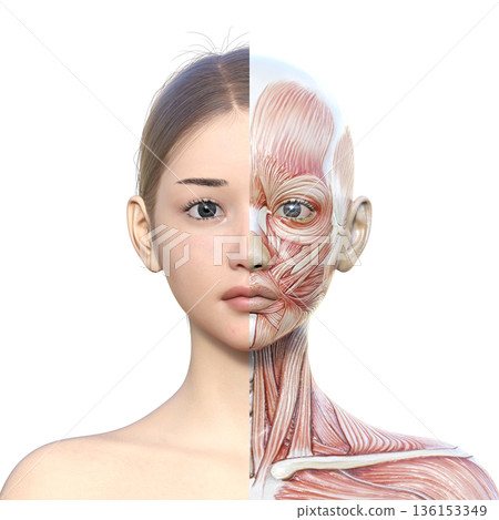 肌肉解剖圖，女性右半身肌肉解剖圖的立體插圖，上身正面圖 136153349