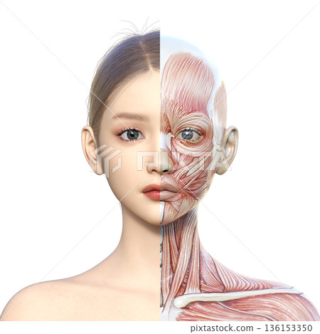 肌肉解剖圖，女性右半身肌肉解剖圖的立體插圖，上身正面圖 136153350