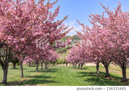 洞爺櫻花公園高爾夫球場,四周環繞著櫻花,俯瞰洞爺湖, ... 洞爺櫻花公園高爾夫球場,四周環繞著櫻花,俯瞰洞爺湖, ... 136153483